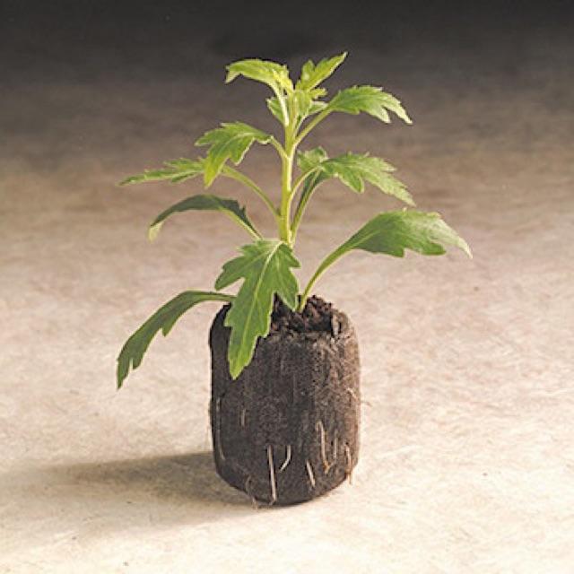 20 Viên Nén Xơ dừa Ươm hạt