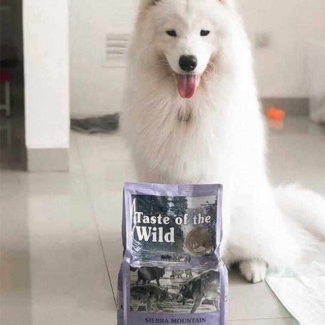 Thức Ăn Cho Chó Rottweiler Taste Of The Wild Bao 500g - Sierra Mountain Thịt Cừu, Trái Cây Rau Củ Quả