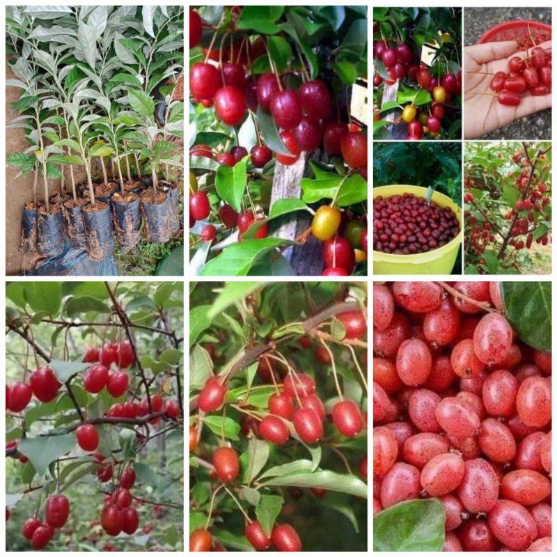 Cây giống nhót siêu ngọt mỹ ,