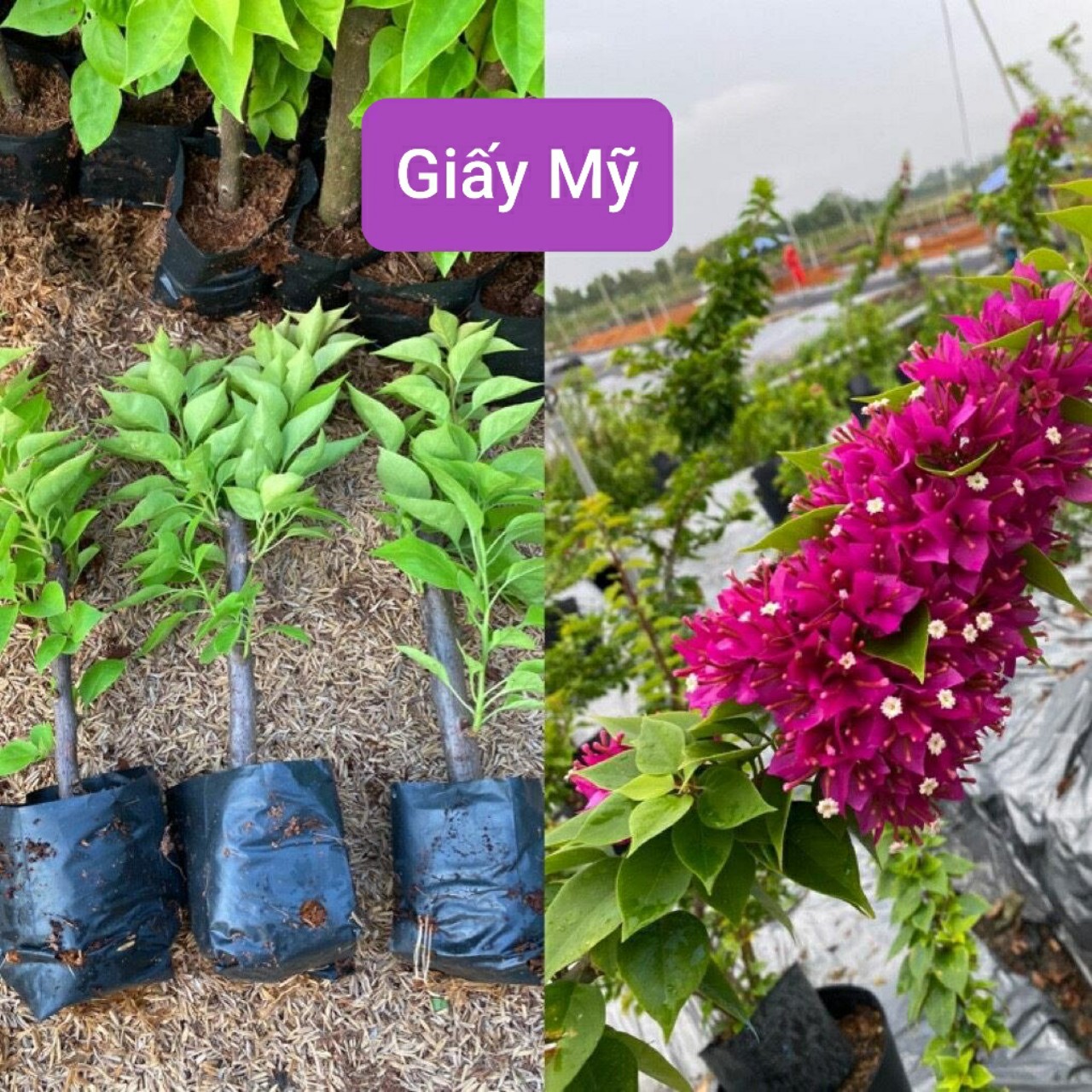 CÂY BÔNG GIẤY MỸ-tặng kèm phân bón-cây cảnh