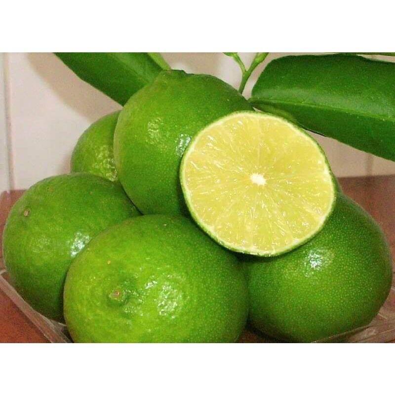 Cây giống chanh LimCa không hạt