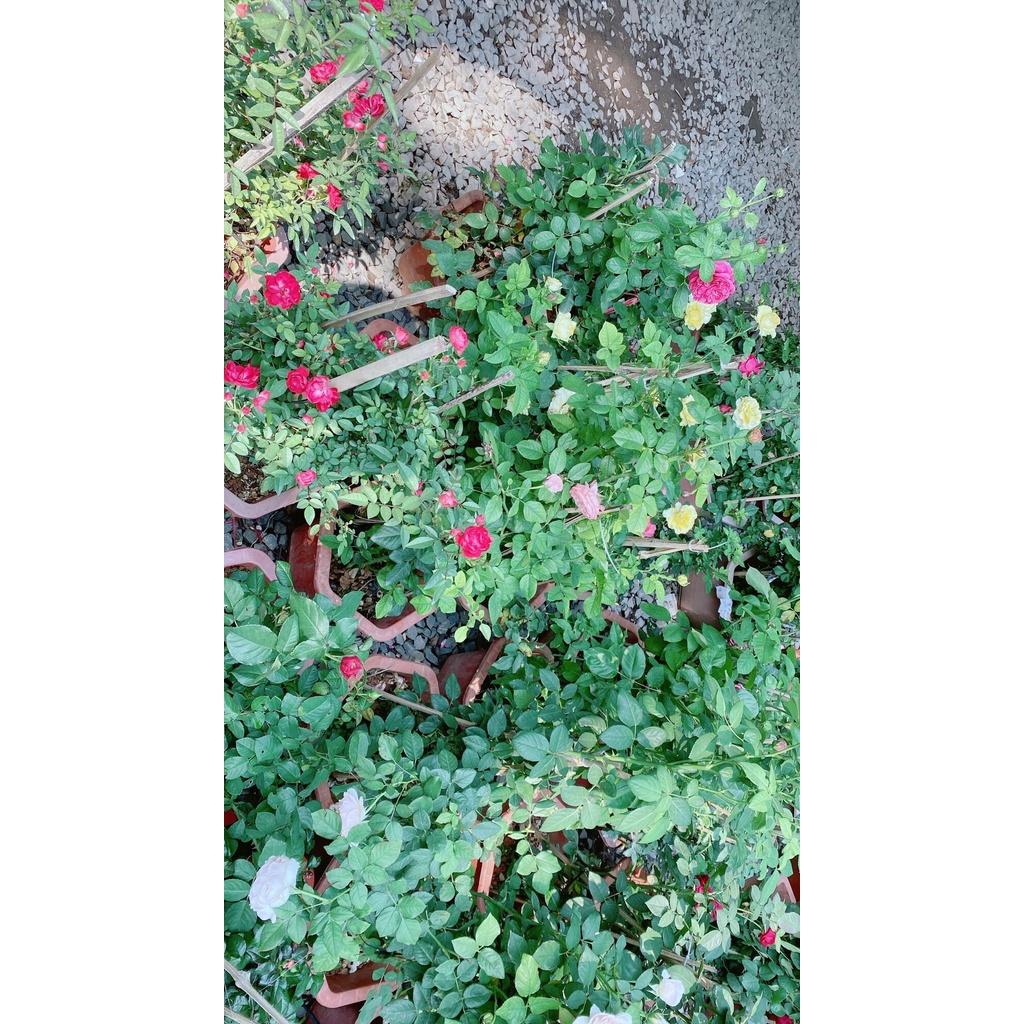 Chậu Hoa Hồng Tezza