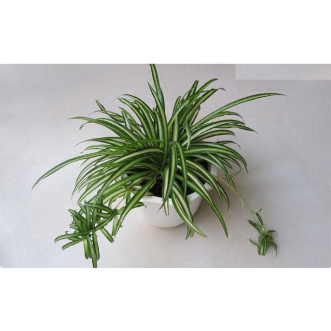 03 Cây Nhện Treo Thanh Lọc Không Khí 981SP