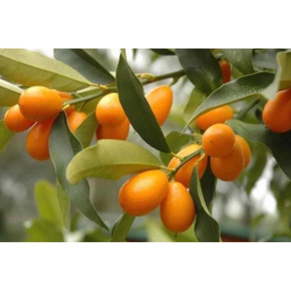 Cây quất ngọt_ quất đường