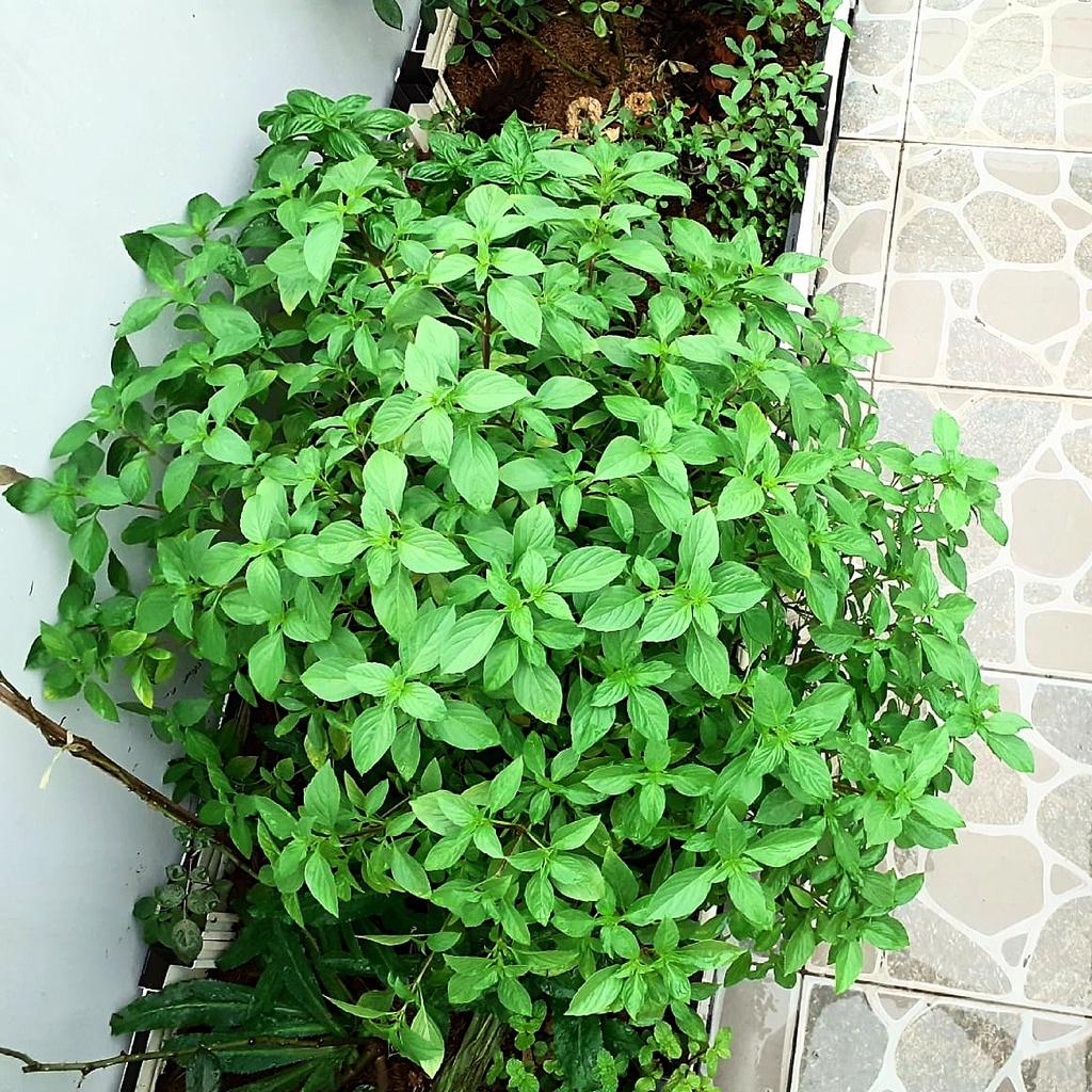 Hạt giống Rau Quế lá to Rado 25 gói 10gr