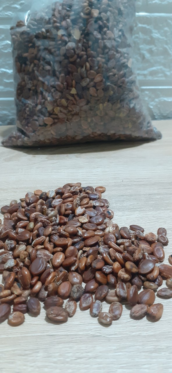 1KG Hạt giống cẩm lai rừng