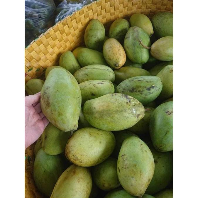 Cấy giống Xoài Keo CamPuchia.