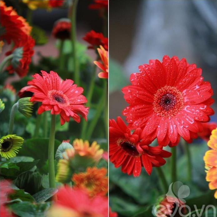 COMBO 2 CHẬU HOA ĐỒNG TIỀN HÀ LAN DÒNG CAO CÁNH KÉP, MÀU SIÊU ĐẸP