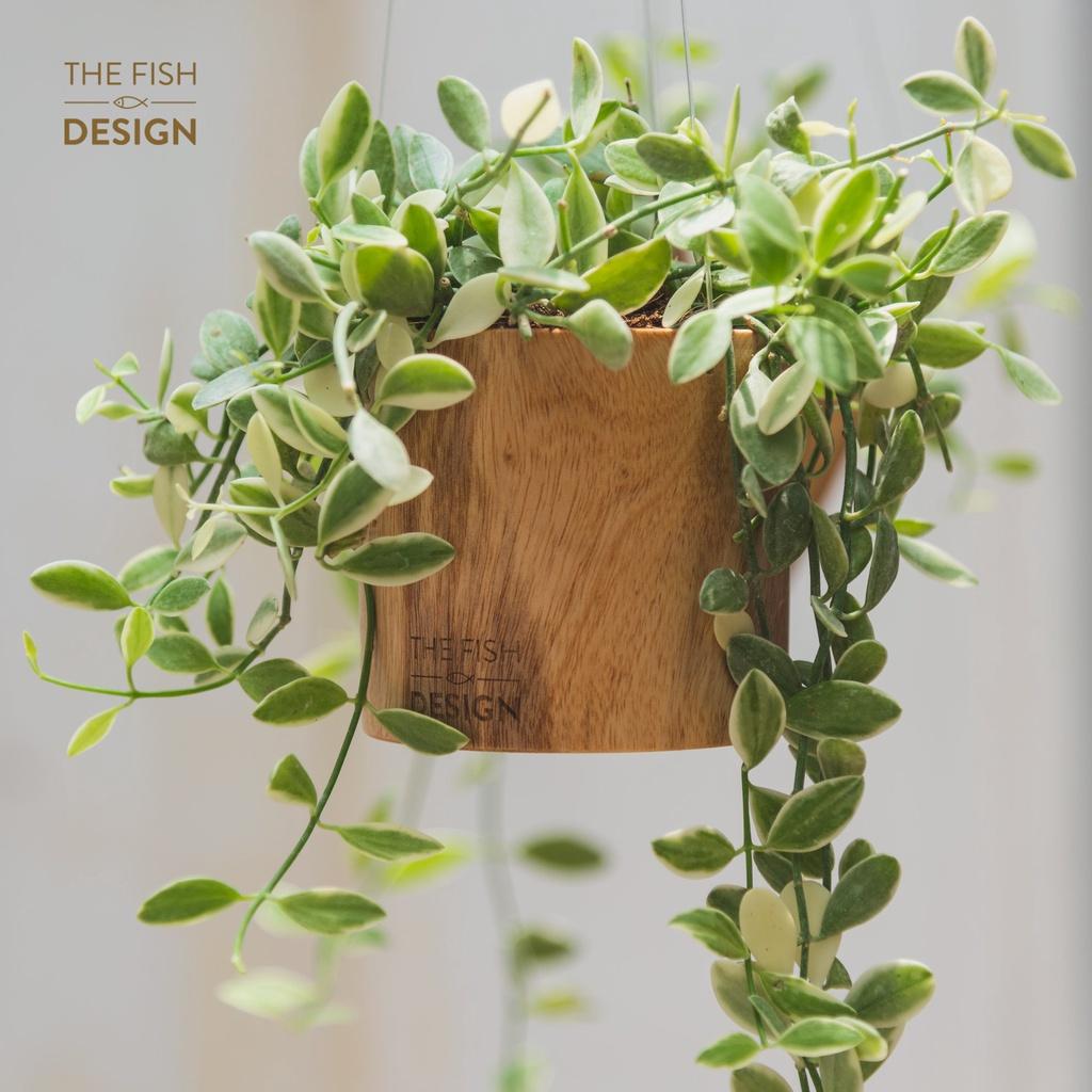 Combo Cây Hạt Dưa Treo + Chậu Gỗ Trụ Tròn Size S | THE FISH DESIGN