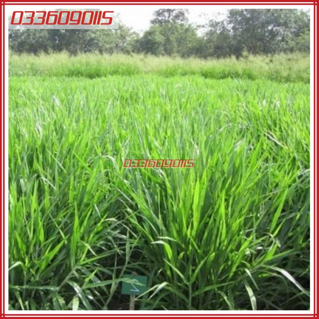 100g Hạt giống cỏ Ubon Paspalum, chịu ngập tốt, năng suất cao, giàu dinh dưỡng - Hạt giống cỏ chăn nuôi loại 1