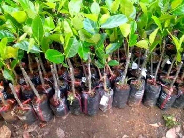 CÂY GIỐNG MÍT THÁI SIÊU SỚM - SIÊU TRÁI, NGỌT MÁT - CÂY GIỐNG CHUẨN F1