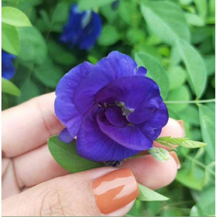 Hạt Giống Hoa Đậu Biếc Hoa Cánh Kép - 20 hạt/gói