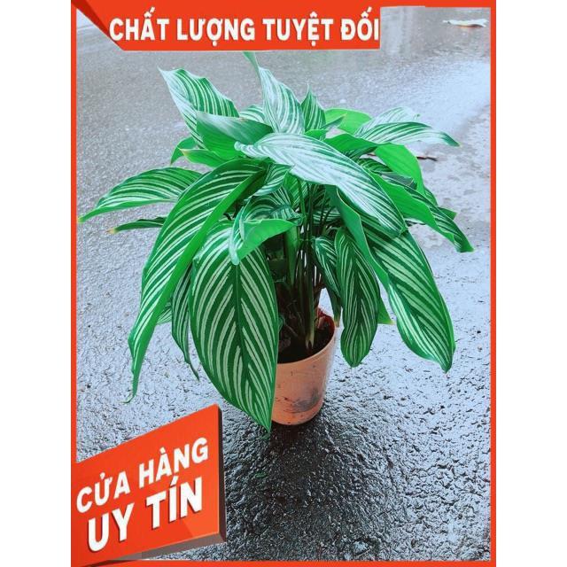 Đuôi Công Sọc Xanh