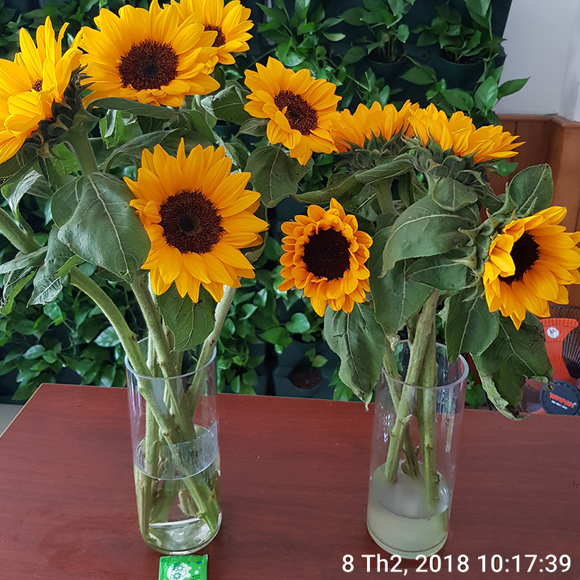 Gói Cắm Hoa Tươi Lâu Gấp 2 Lần Và 14 Ngày Không Thay Nước Loại 5gr Longlife