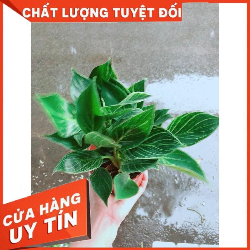 Cây Trầu Bà Cẩm Thạch Hay Trầu Bà Kim Cương Hoặc  PHILODENDRON BIRKIN