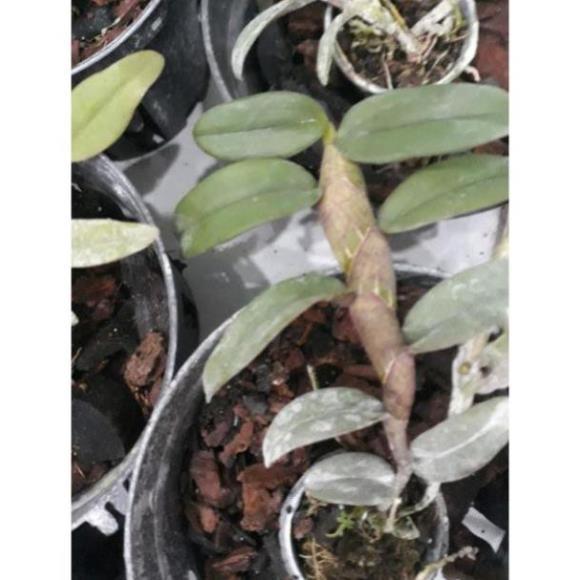 Hoa phong lan - nù tam bố cây năm 3 7-10 cm