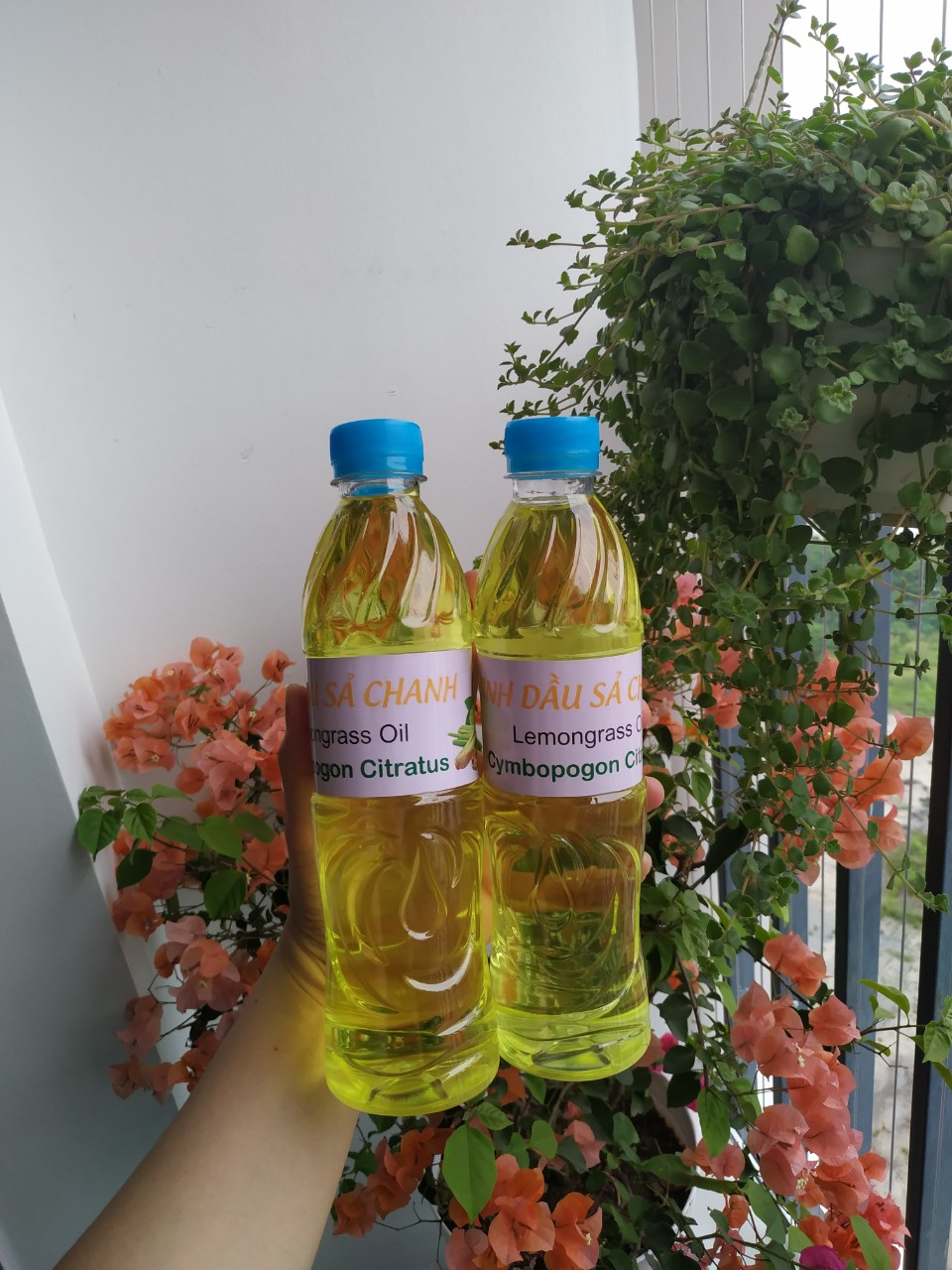 Tinh dầu sả chanh lau nhà, chai 500ml