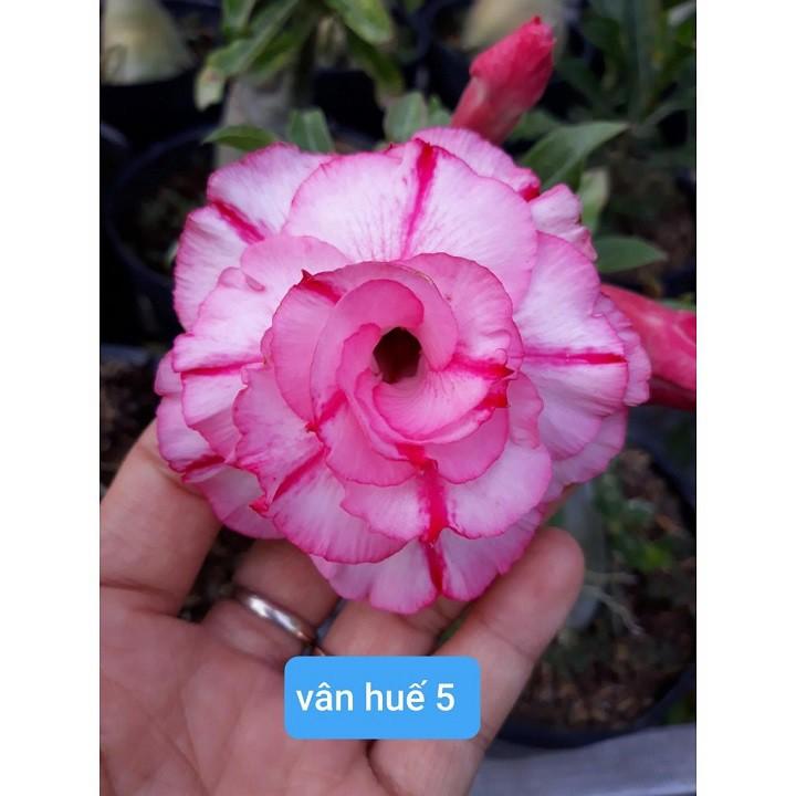 CÂY HOA SỨ THÁI CÁNH KÉP &quot; VÂN HUẾ 5 &quot; - BẢO HÀNH MẶT HOA KÉP Y ẢNH