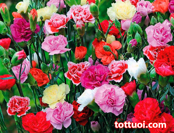 Hạt giống Hoa Cẩm Chướng Kép Nhiều Màu Hoa Siêu Đẹp, Dành Cho Người Yêu Hoa - Nông Sản Vàng