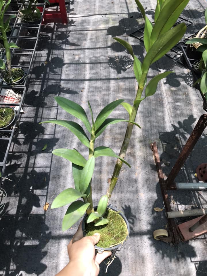 CÂY HOA LAN  Denro TÍM HUẾ