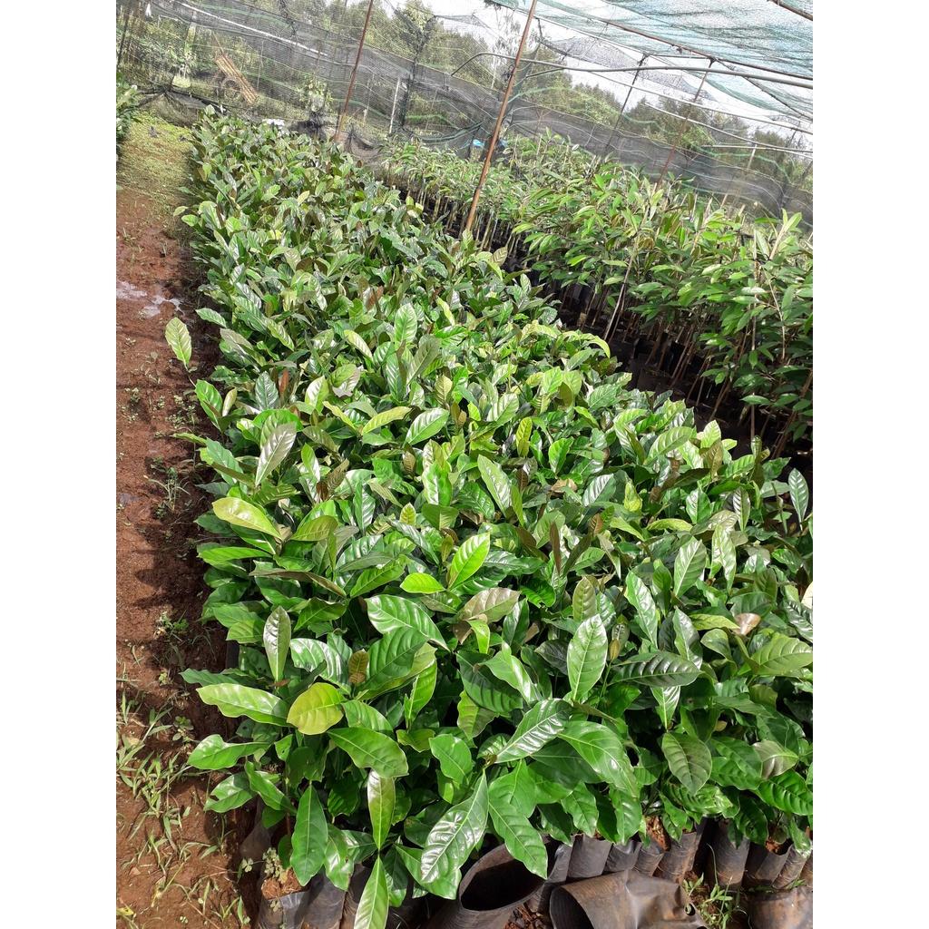 Cây giống Cà Phê Arabica cao đẹp như hình.