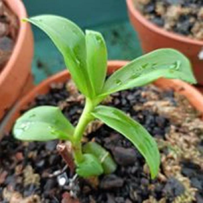 Sản Phẩm Hoa lan- hồng yên thủy