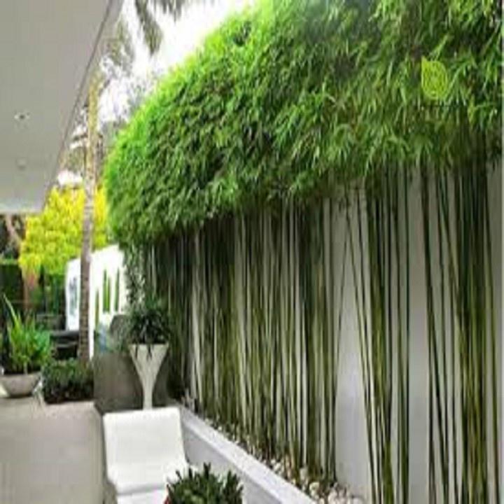 CÂY GIỐNG TRÚC QUÂN TỬ,CAO 2M