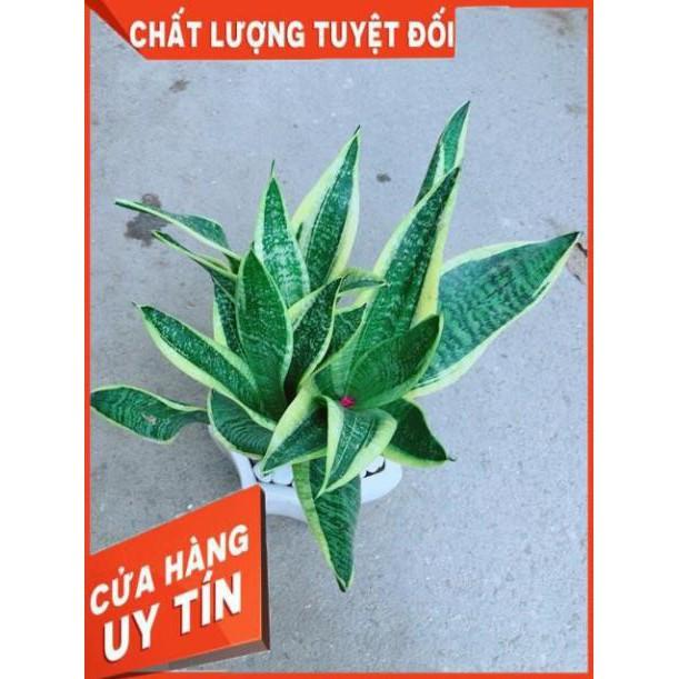 Chậu Lưỡi Hổ Size Lớn