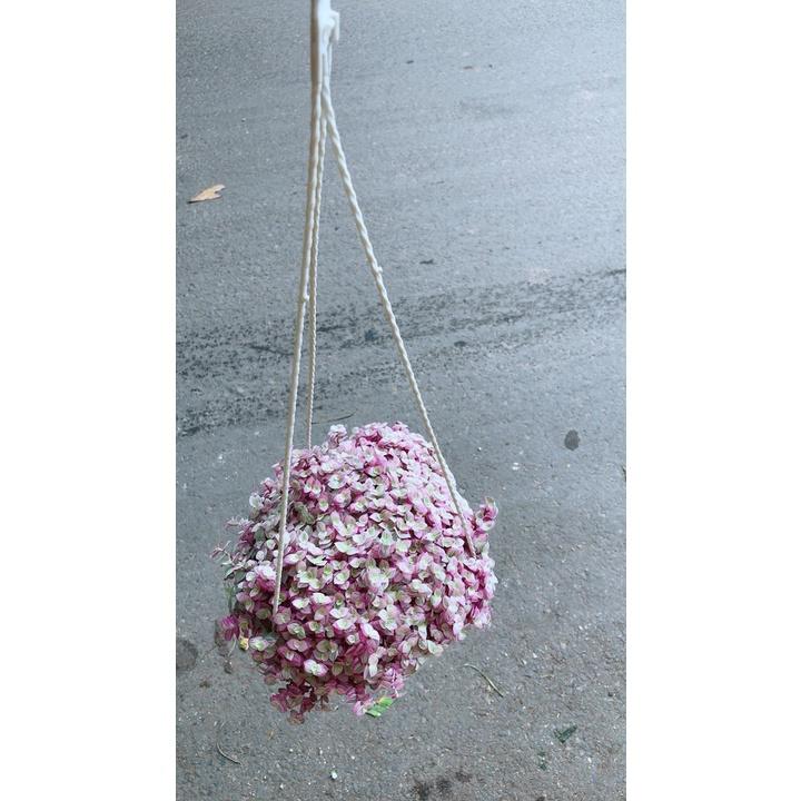 Chậu Lan Thái Hồng