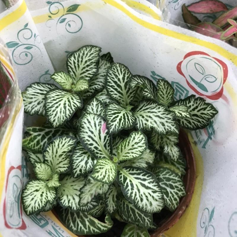 Cây cẩm nhung-cây quốc dân chơi terrarium