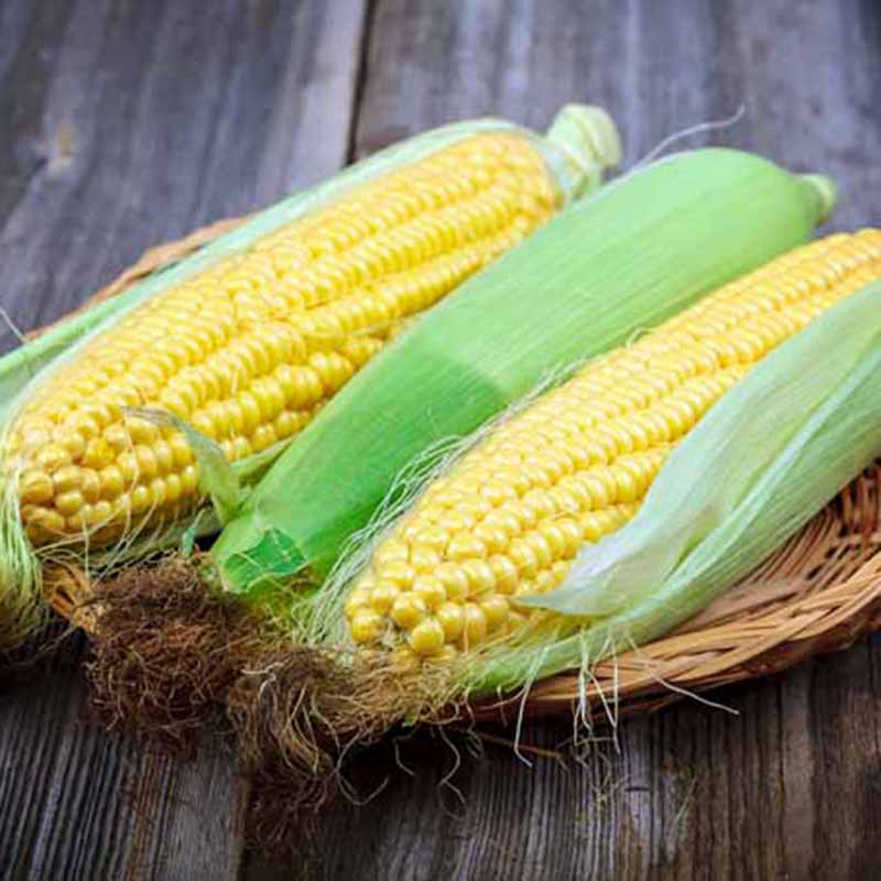 Hạt Giống Ngô Ngọt Lai F1 GOLDEN COB 500gram- Bắp Ngô To Đều Hạt