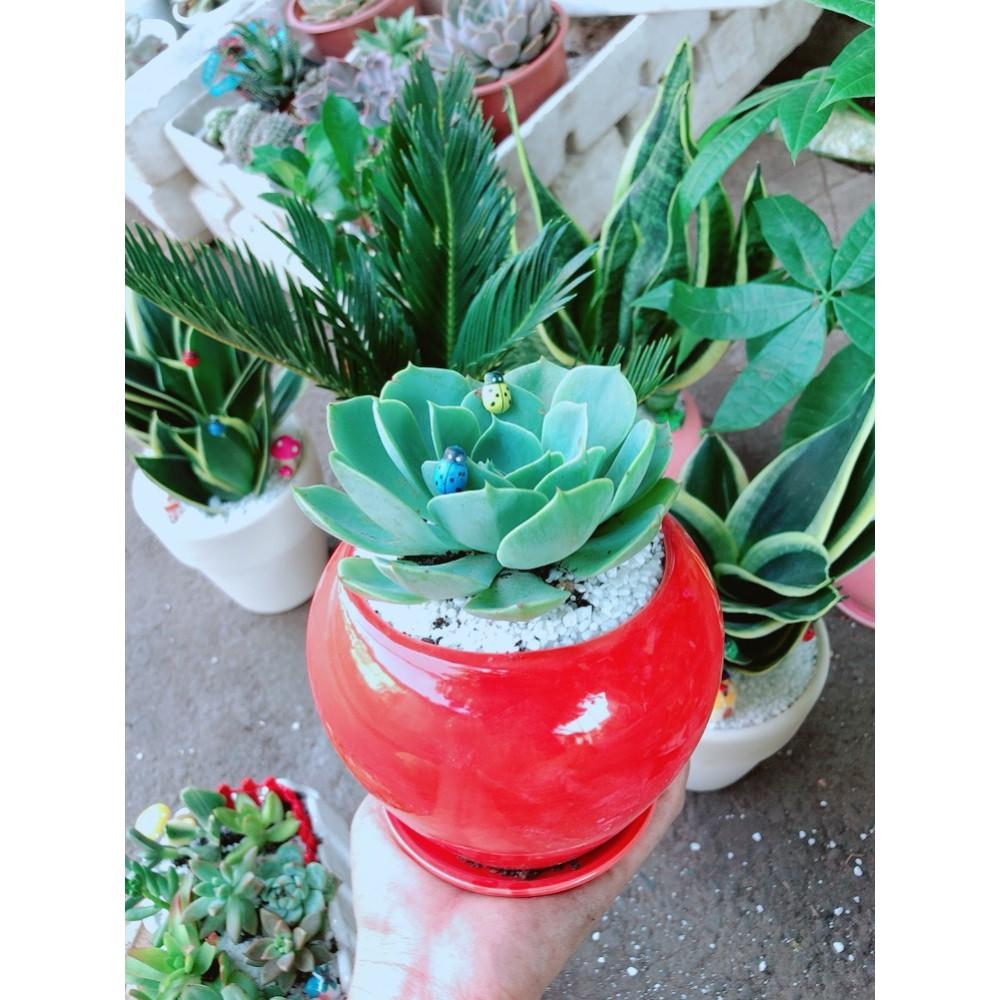 Chậu sen đá xanh đất