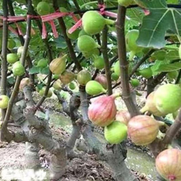CÂY GIỐNG SUNG NGỌT MỸ F1  QUẢ TO SIÊU NGỌT CAM KẾT GIỐNG CHUẨN