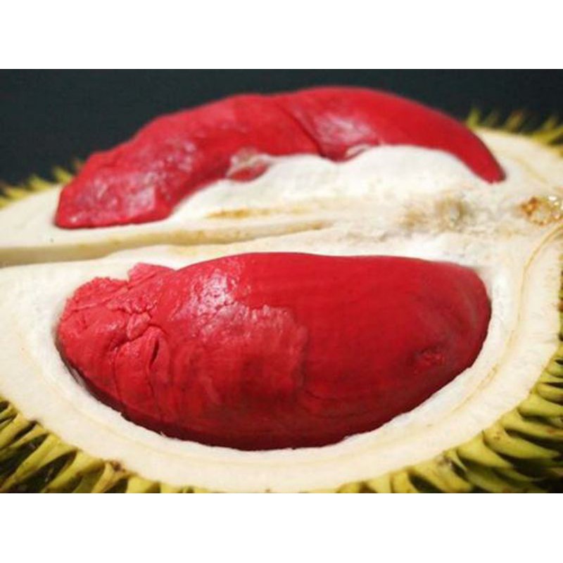 Cây sầu riêng ruột đỏ