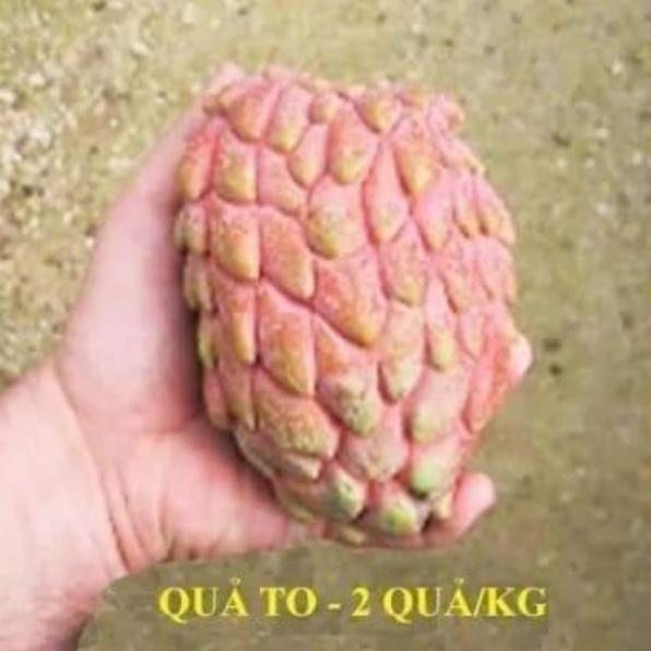 Sản phẩm CÂY GIỐNG NA ĐỎ CAO SẢN