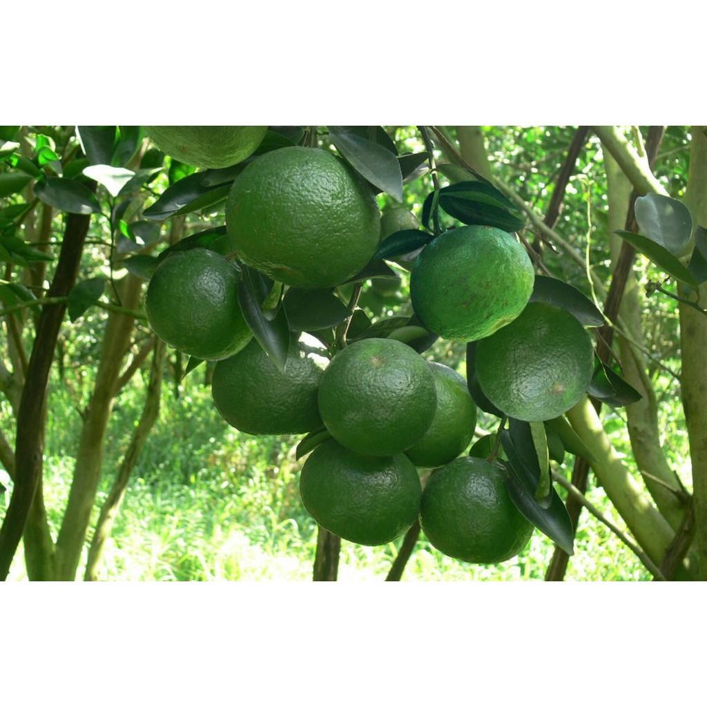 CÂY GIỐNG CAM MẬT