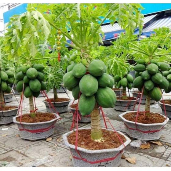 Hạt đu đủ siêu lùn siêu quả