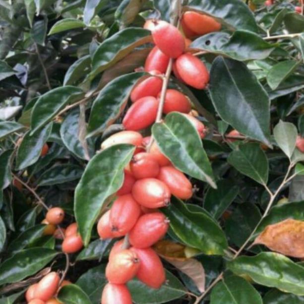 Cây nhót ngọt giống cao 30cm quả to ngọt năng suất cao (ảnh thật