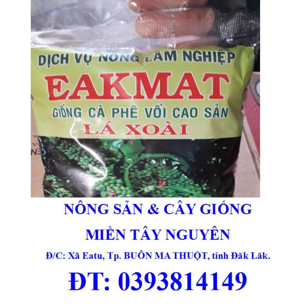 500 gram Hạt giống Cà Phê VỐI CAO SẢN Lá Xoài  - HẠT TUYỂN CHỌN TỪ CÂY MẸ. KÈM HƯỚNG DẪN ƯƠM] *