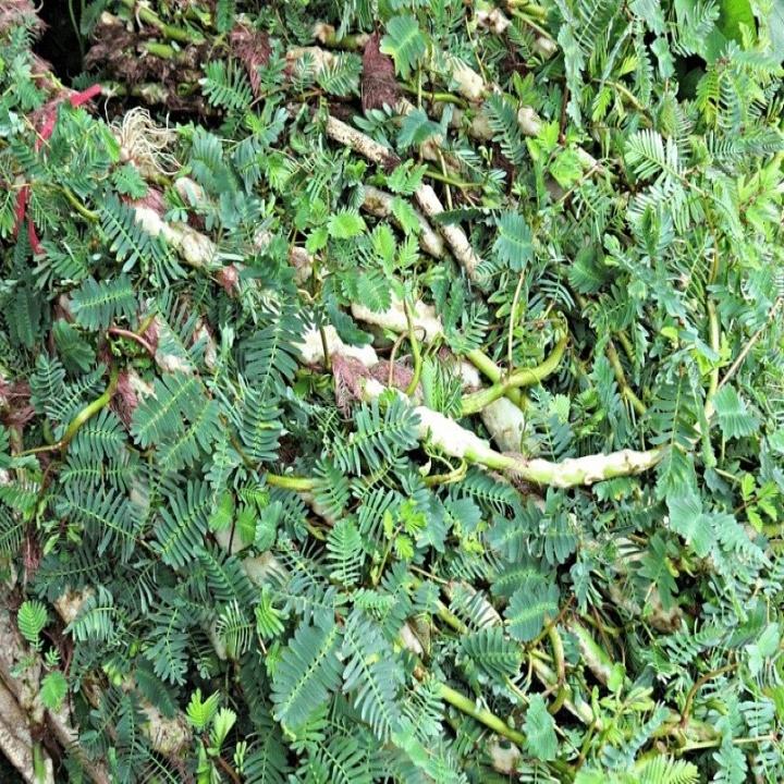 Giống Rau nhút
