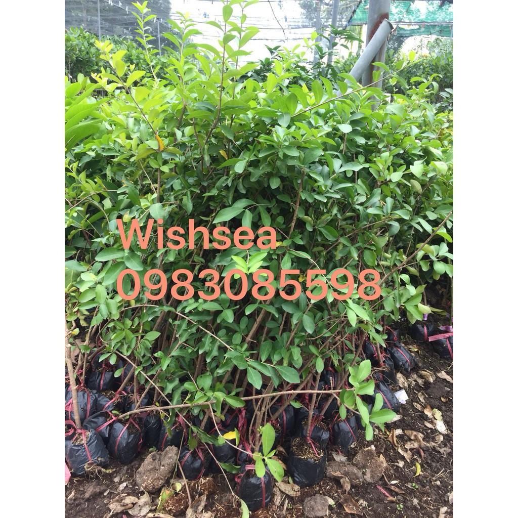 Cây sơ ri thái ngọt