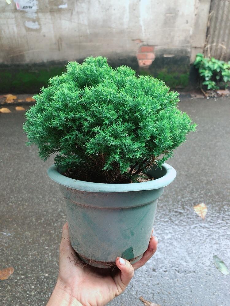 Chậu Tùng Bồng Lai