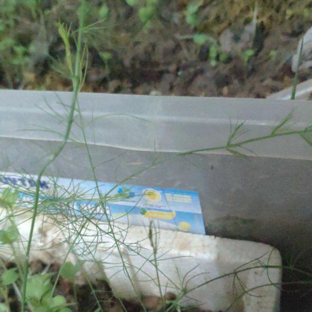 Gói 20 hạt giống măng tây xanh