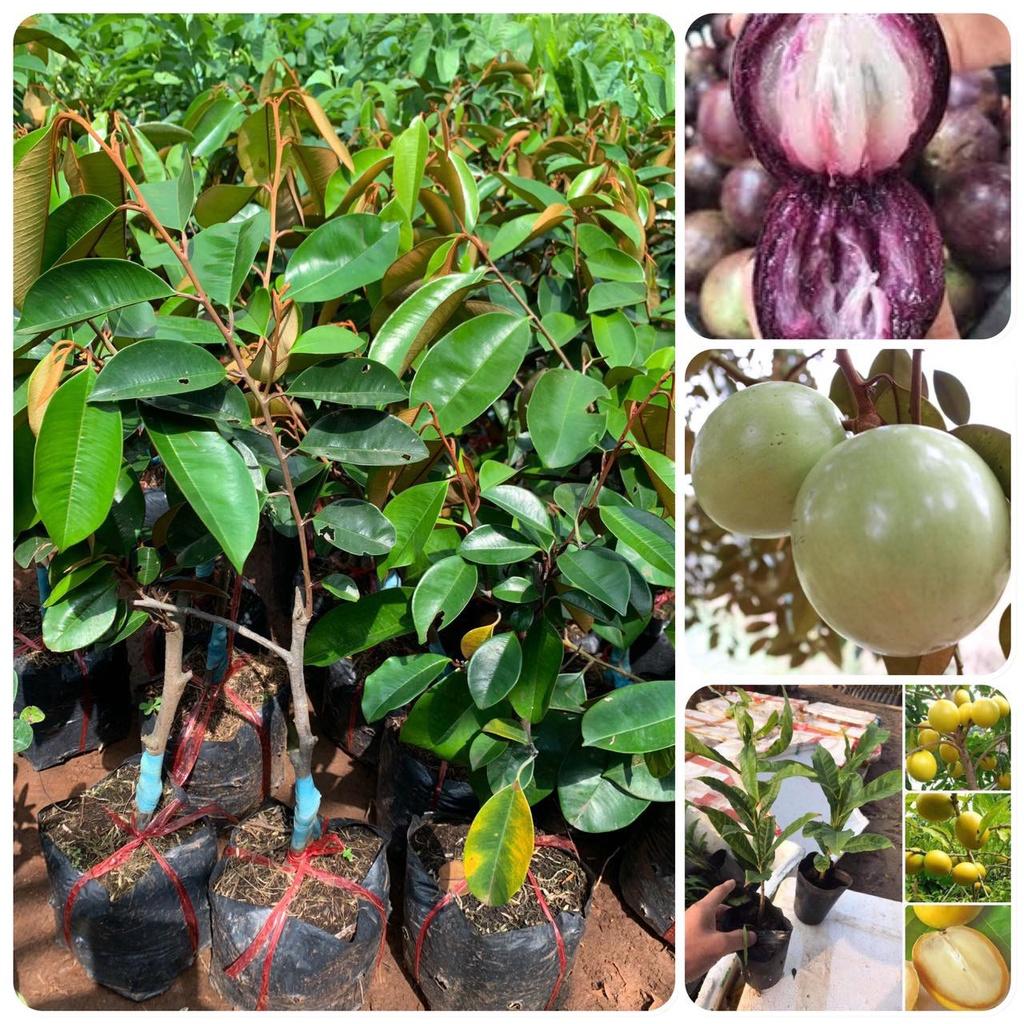 Cây giống Vú Sữa Lò rèn .