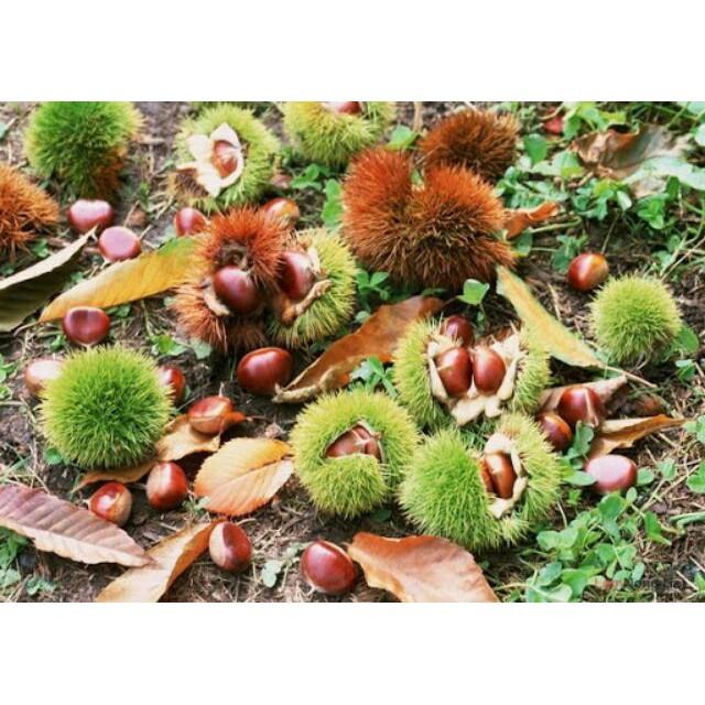 CÂY HẠT DẺ ĐEN TRÙNG KHÁNH