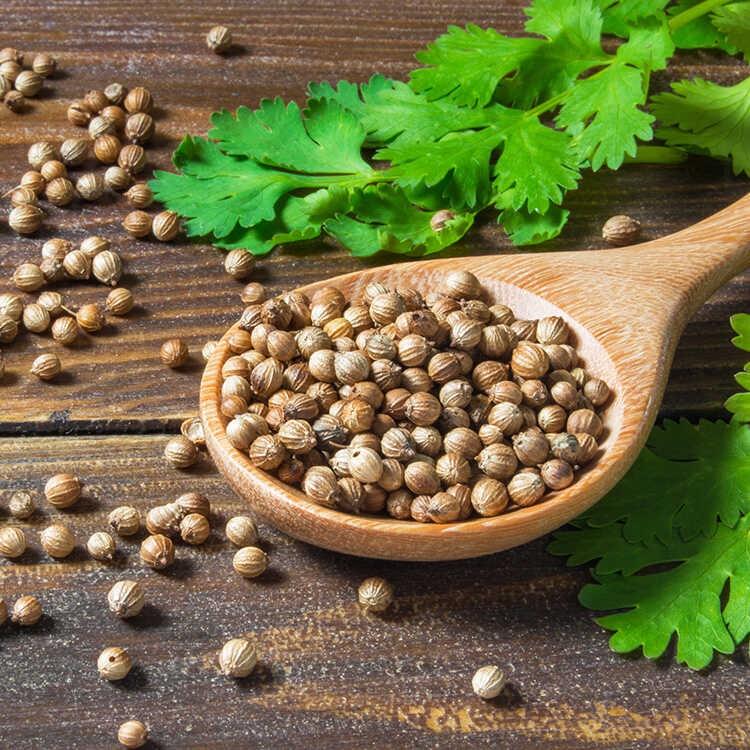 Hạt giống Rau Ngò Rí , đóng gói 20gr