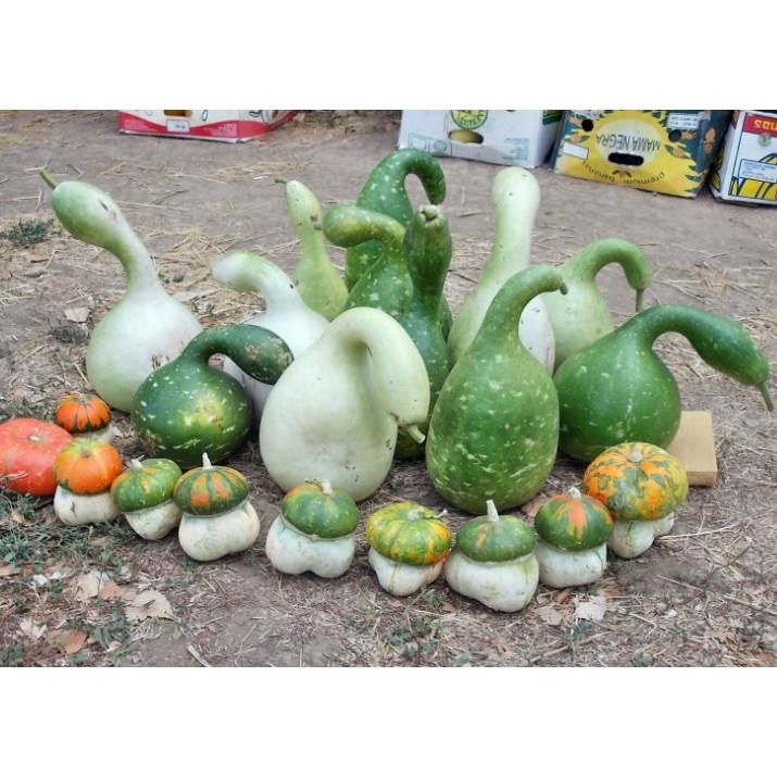 5Hạt giống bầu thiên nga siêu quả