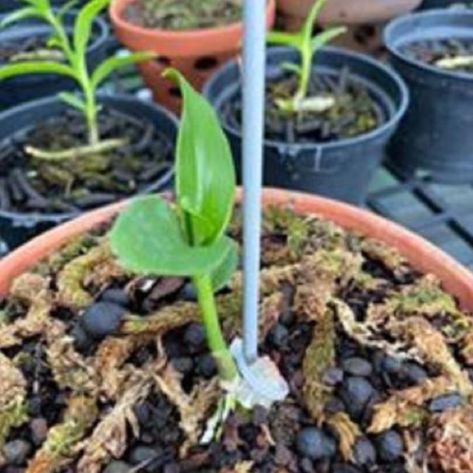 Hoa lan - 5ct tuyết ngọc ki mập khỏe ấm chậu