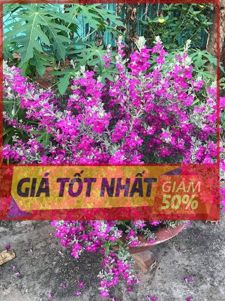 Chậu cây TUYẾT SƠN PHI HỒNG,