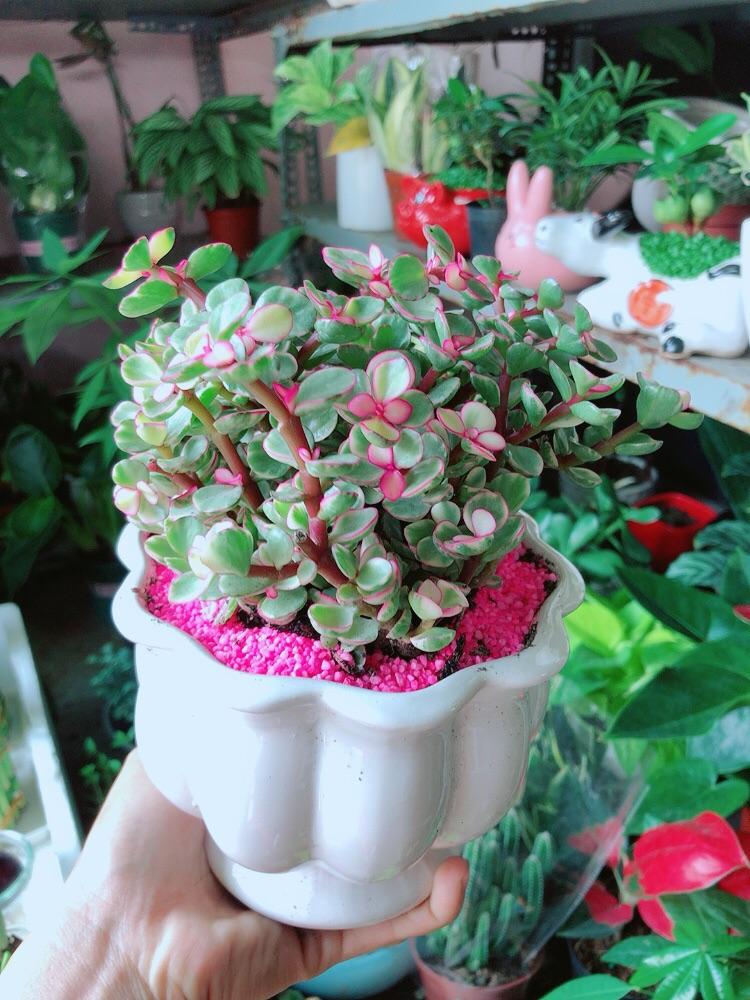 Chậu Cây Cành Vàng Lá Ngọc